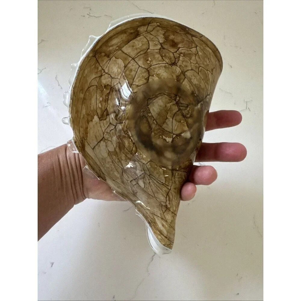 Large Art Glass Hand Blown Conch Shell Centerpiece Brown Krosno? Murano? - Picture 9 of 10